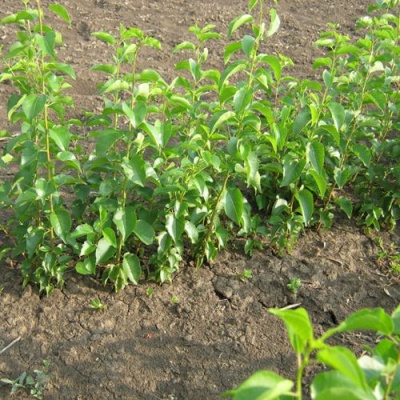 Подвой сливы ДИКАЯ АЛЫЧА в Усть-Каменогорске