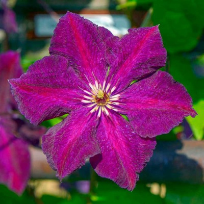 Клематис ГРЮНВАЛЬД в Усть-Каменогорске