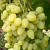 Виноград ЗАРНИЦА в Усть-Каменогорске