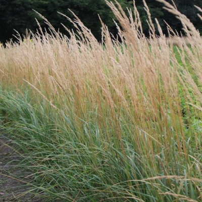 Вейник КАРЛ ФОРСТЕР остроцветковый в Усть-Каменогорске