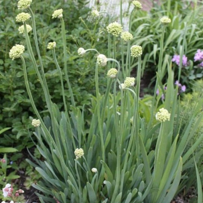 Лук слизун в Усть-Каменогорске