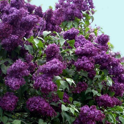 Сирень ИНДИЯ в Усть-Каменогорске