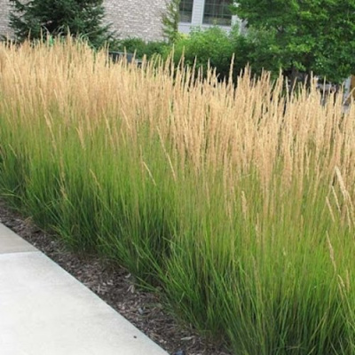 Вейник КАРЛ ФОРСТЕР остроцветковый в Усть-Каменогорске