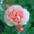 Роза ФИЛИНГ чайно-гибридная в Усть-Каменогорске