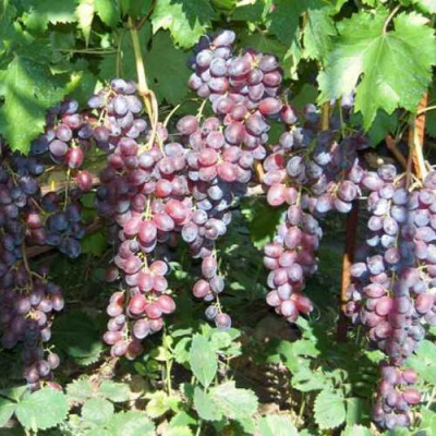 Виноград ГЛАША в Усть-Каменогорске
