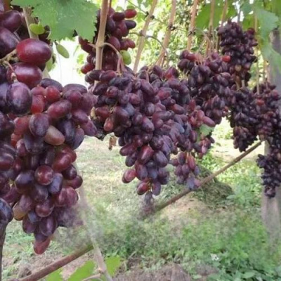 Виноград БАЙКОНУР в Усть-Каменогорске