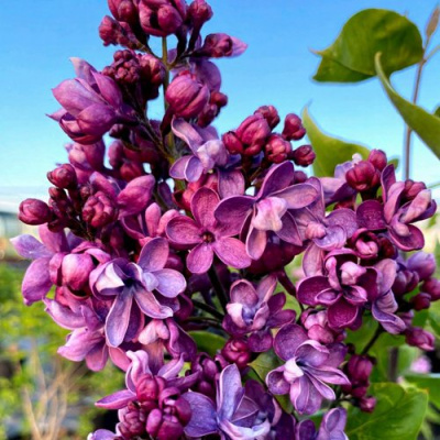 Сирень ВИОЛЕТТА в Усть-Каменогорске