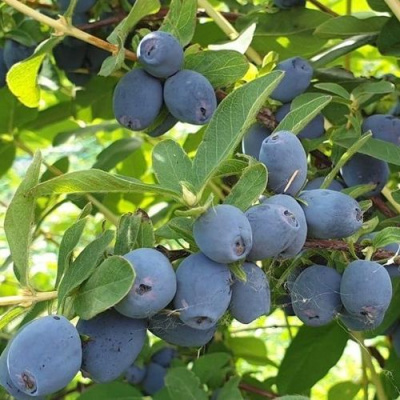 Жимолость съедобная КЛУБНИЧНАЯ СЕНСАЦИЯ в Усть-Каменогорске