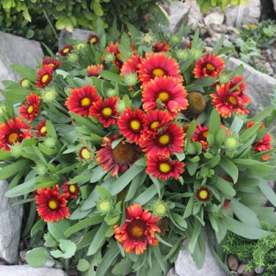 Гайлардия АРИЗОНА РЕД ШЕЙДС в Усть-Каменогорске