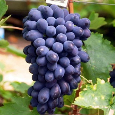 Виноград КОДРЯНКА в Усть-Каменогорске