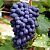 Виноград КОДРЯНКА в Усть-Каменогорске