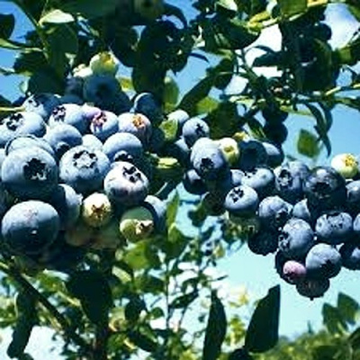 Голубика ПУРУ в Усть-Каменогорске