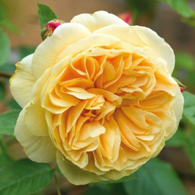 Роза ТИЗИНГ ДЖОРДЖИЯ английская в Усть-Каменогорске