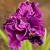 Ирис БАНДЛ ОВ ДЖОЙ сибирский в Усть-Каменогорске