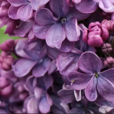 Сирень ВИОЛЕТТА в Усть-Каменогорске