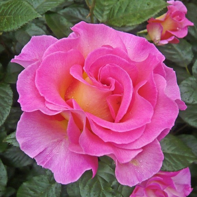 Роза ПИНК ПАРАДАЙЗ чайно-гибридная в Усть-Каменогорске