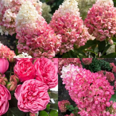 Комплект МАЛИНОВЫЙ ДЕСЕРТ в Усть-Каменогорске