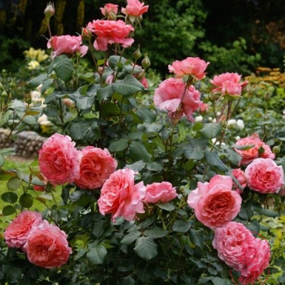 Роза ЛОРАН КАБРОЛЬ шраб в Усть-Каменогорске