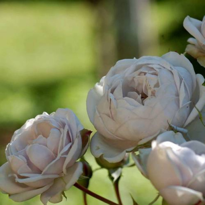 Роза ГРИЗЕЛИС шраб в Усть-Каменогорске