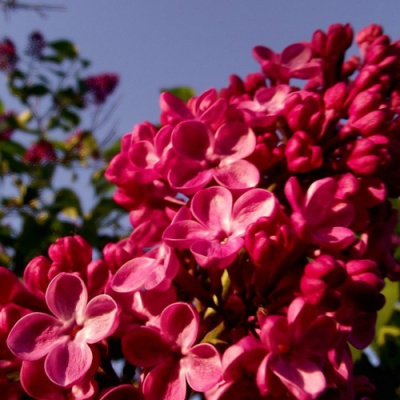 Сирень КРАСНАЯ МОСКВА в Усть-Каменогорске