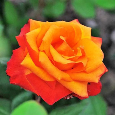 Роза ТЕМПИ МОДЕРНИ чайно-гибридная в Усть-Каменогорске