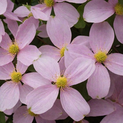 Клематис ГОРНЫЙ в Усть-Каменогорске