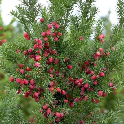 Тис ХИКСИ средний в Усть-Каменогорске