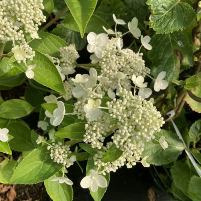 Гортензия ПРИМ ВАЙТ метельчатая в Усть-Каменогорске