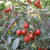 Роза сизая в Усть-Каменогорске