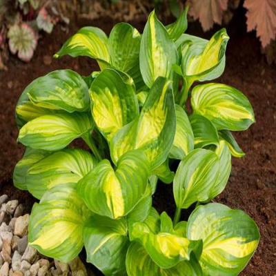 Хоста ЭМЕРАЛЬД ЧАРДЖЕР гибридная в Усть-Каменогорске