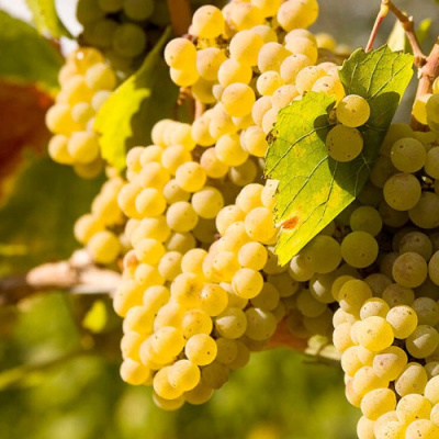 Виноград ШАРДОНЕ в Усть-Каменогорске