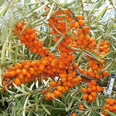 Облепиха ЧУЙСКАЯ в Усть-Каменогорске