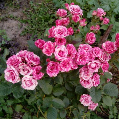 Роза ФЛЕШ ДАНС спрей в Усть-Каменогорске