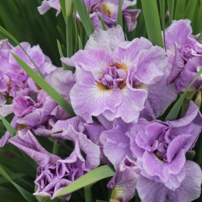 Ирис ХЭВИНГ ФАН сибирский в Усть-Каменогорске