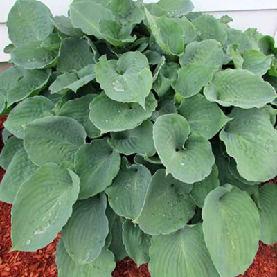 Хоста МУНЛАЙТ СОНАТА гибридная в Усть-Каменогорске