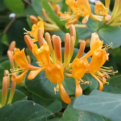 Жимолость ТЕЛЬМАНА в Усть-Каменогорске