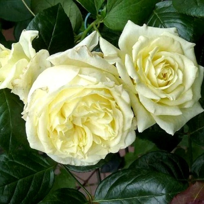 Роза ЭЛЬФ плетистая в Усть-Каменогорске