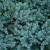 Можжевельник БЛЮ СТАР чешуйчатый в Усть-Каменогорске