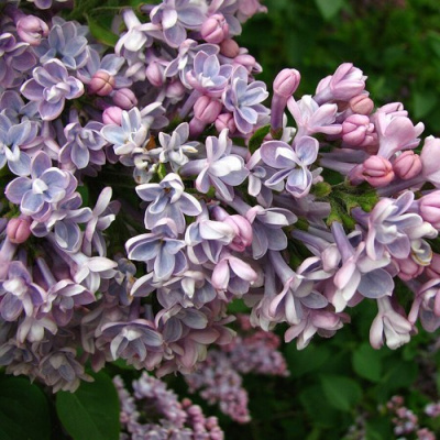 Сирень КОНДОРСЕ в Усть-Каменогорске