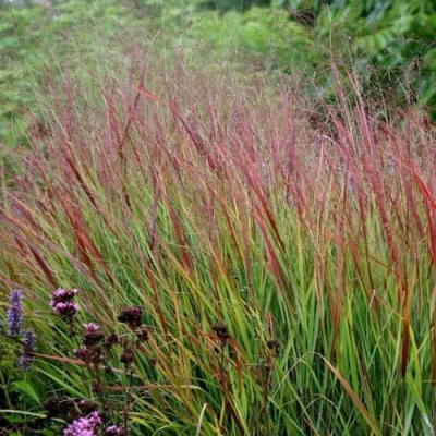 Просо РЕБРАУН прутьевидное в Усть-Каменогорске