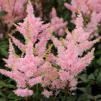 Астильба ЮНИК САЛМОН гибридная в Усть-Каменогорске