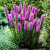 Лиатрис РОЗЕА колосковая в Усть-Каменогорске