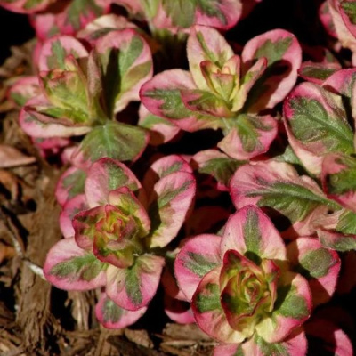 Вербейник АЛЕКСАНДР точечный в Усть-Каменогорске