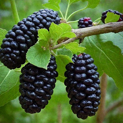 Шелковица плакучая в Усть-Каменогорске