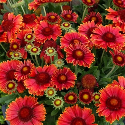 Гайлардия АРИЗОНА РЕД ШЕЙДС в Усть-Каменогорске