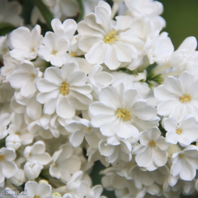 Сирень РОЧЕСТЕР в Усть-Каменогорске