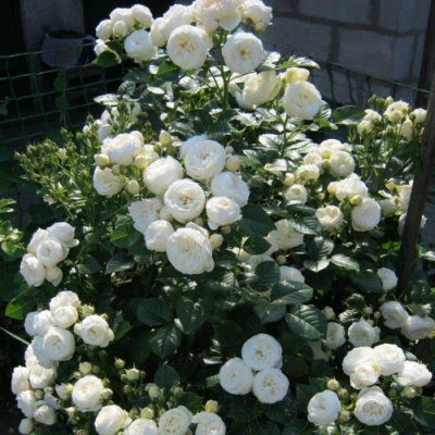 Роза АРТЕМИС шраб в Усть-Каменогорске