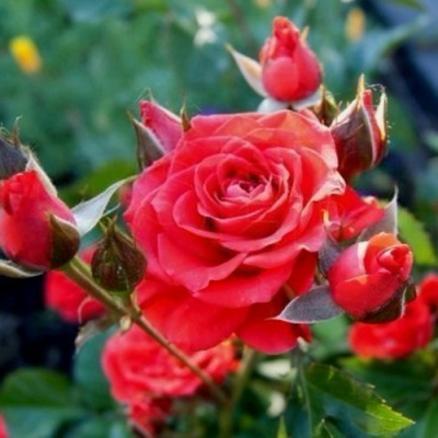 Роза МИДЖЕТ спрей в Усть-Каменогорске