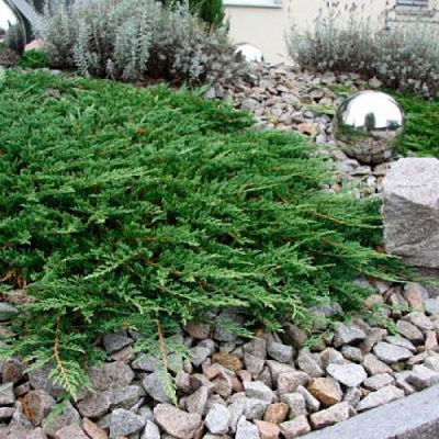 Можжевельник ПРИНЦ ОФ УЭЛЬС горизонтальный в Усть-Каменогорске