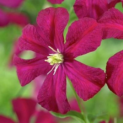 Клематис МАДАМ ДЖУЛИЯ КОРРЕВОН в Усть-Каменогорске